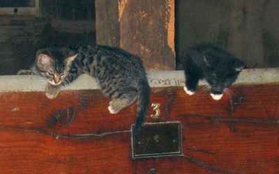 Kittens playing in the Old Barn.